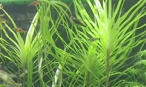 Эйхорния лазоревая. Растения для аквариума 5