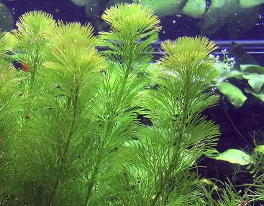Кабомба каролинская. аквариумные растения.
