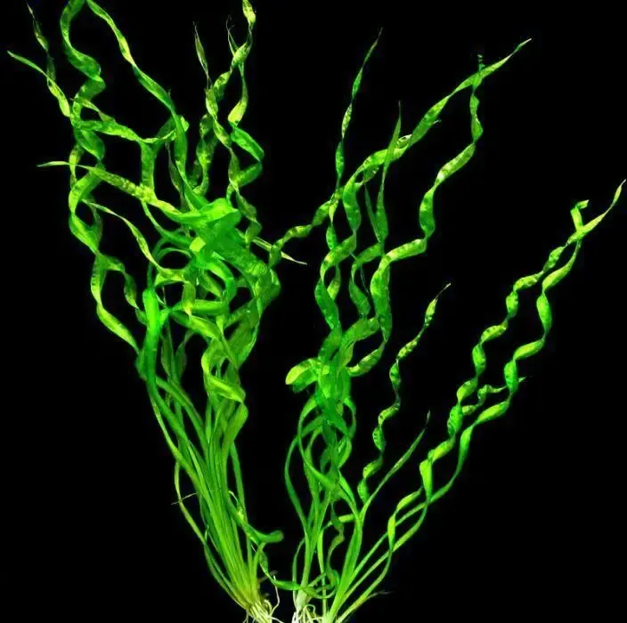 Эхинодорус 