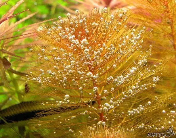 Перистолистник Рорайма. Аквариумные растения 4