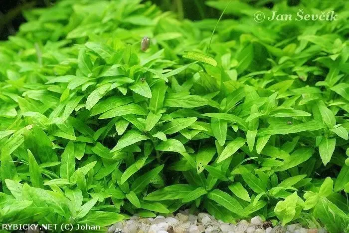 Стаурогин. Аквариумные растения 3