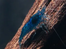 Креветки синяя мечта