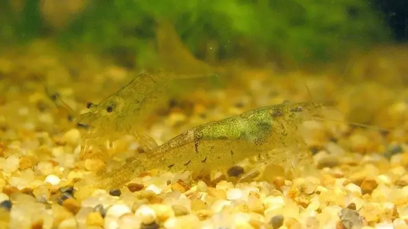 Продам лучших в мире санитаров аквариума, креветок неокаридин 2