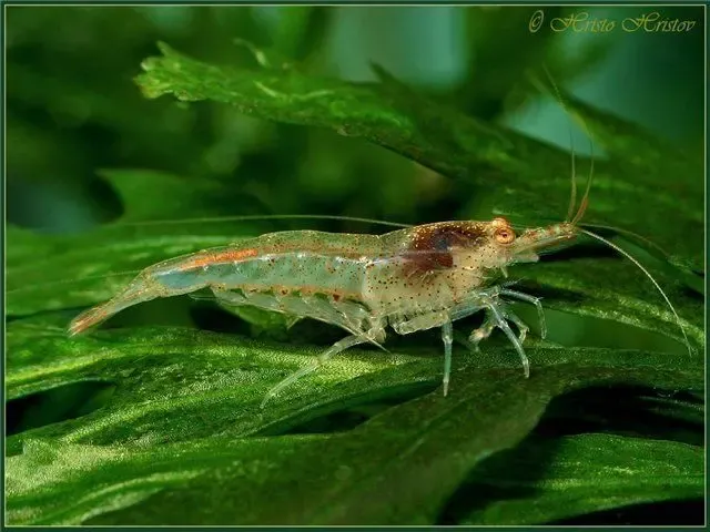 Продам лучших в мире санитаров аквариума, креветок неокаридин