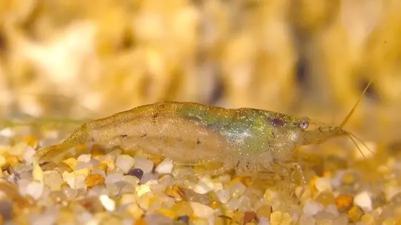 Продам лучших в мире санитаров аквариума, креветок неокаридин 3