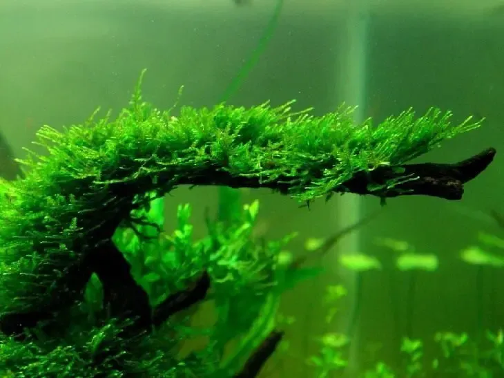 Мох Рождественский. Растения для аквариума 4