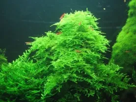 Мох Рождественский. Растения для аквариума