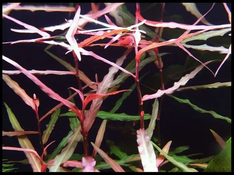 Полигонум сан пауло. аквариумные растения 2