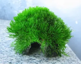 Кокосовые домики поросшие мхом. Аквариумные растения