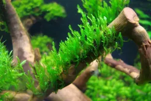 Мох Пламя. Аквариумные мхи