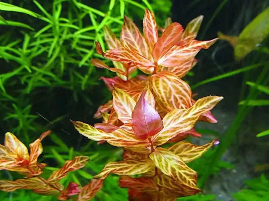 Ротала Макрандра Тигр. Аквариумные растения 3