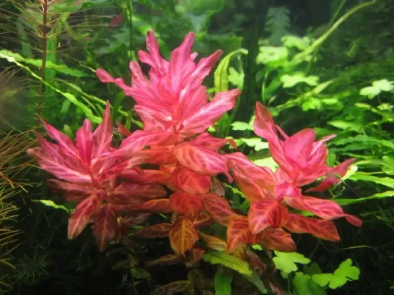 Ротала Макрандра Тигр. Аквариумные растения 2