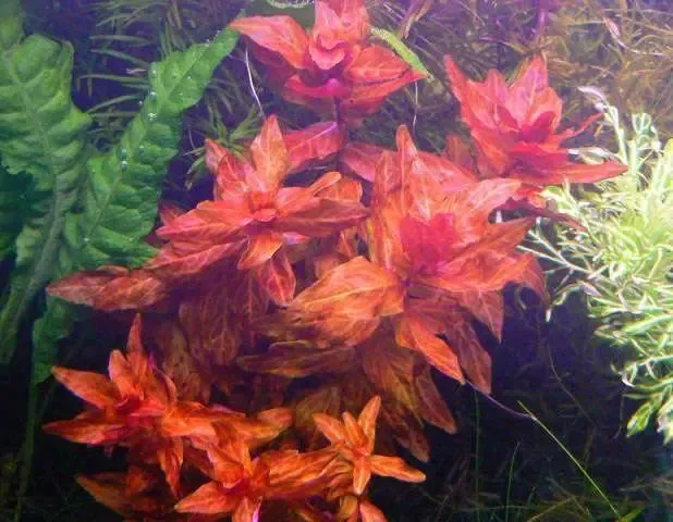 Ротала Макрандра Тигр. Аквариумные растения 4