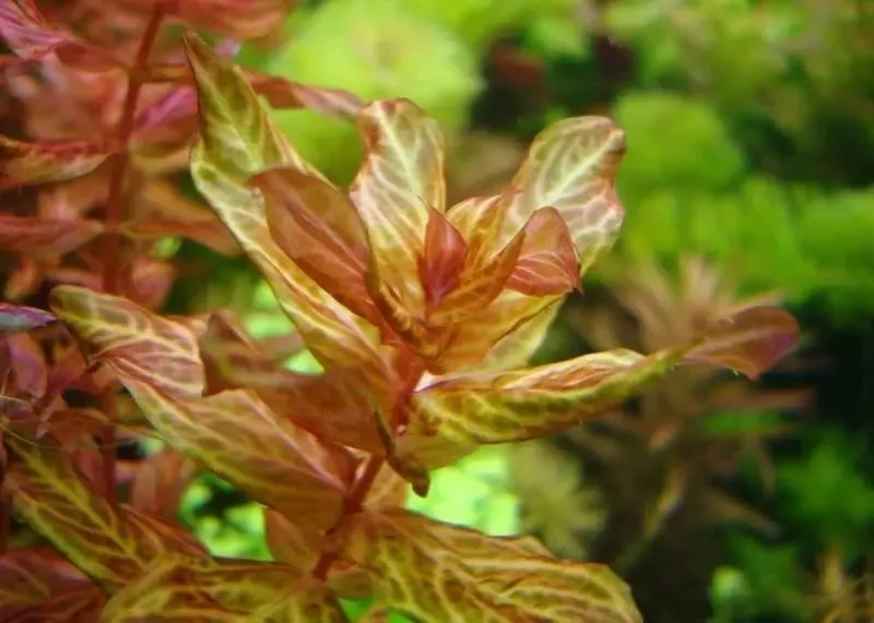 Ротала Макрандра Тигр. Аквариумные растения