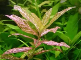 Гигрофила многосеменная. Аквариумные растения