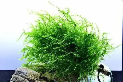 Мох Бабл. Растения для аквариума 3