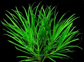 Бликса японика. Растения для аквариума