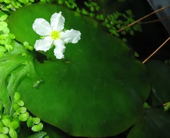 Нимфоидес. Растения для аквариума 3