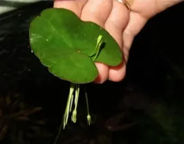 Нимфоидес. Растения для аквариума