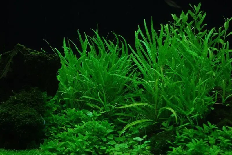 Гигрофила Кринклед. Аквариумные растений 2