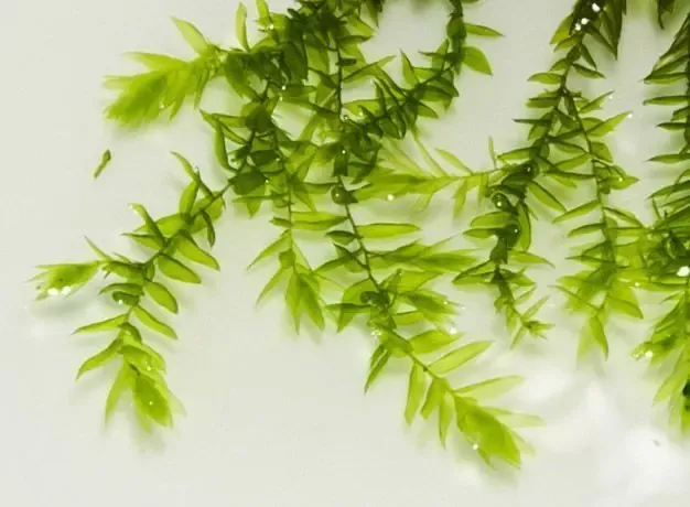 Мох Виллоу. Растения для аквариума 2