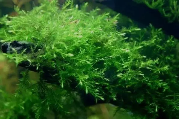Мох Виллоу. Растения для аквариума 3
