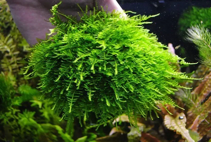 Мох Гурхана. Растения и мхи для аквариума