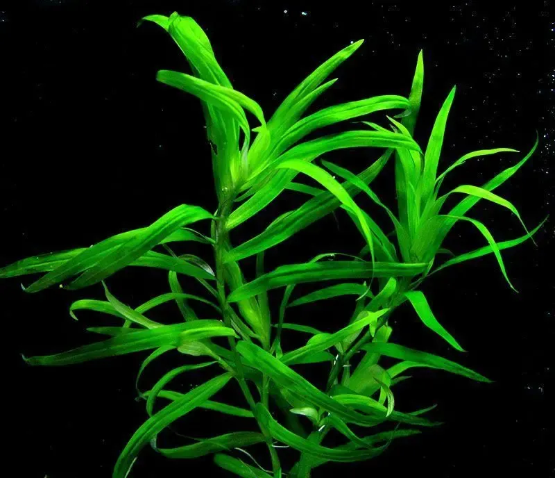 Гетерантера остролистная. Аквариумные растения 4