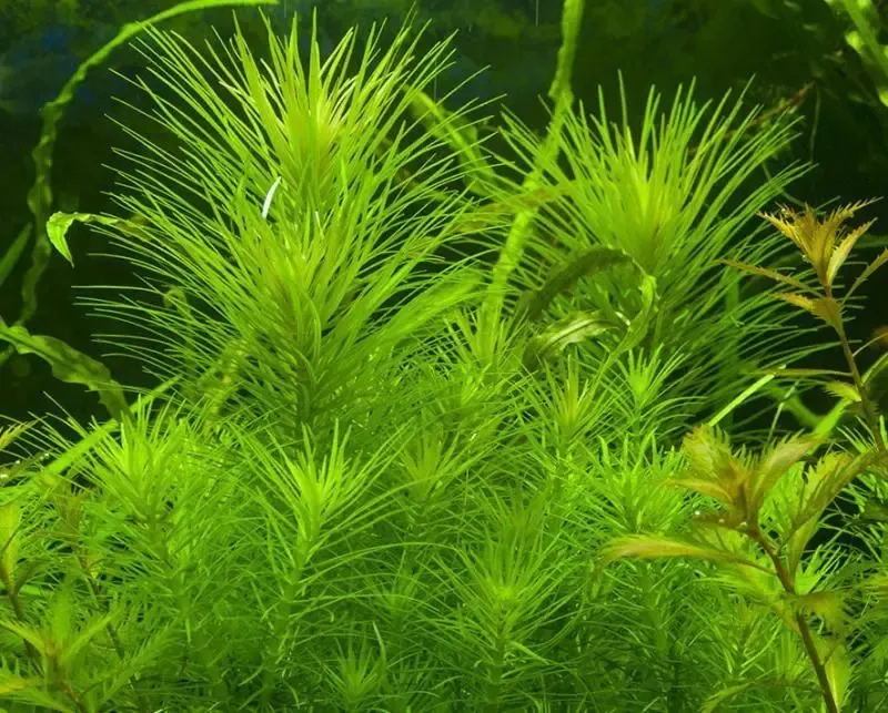 Погостемон Эректус. Аквариумные растения 5