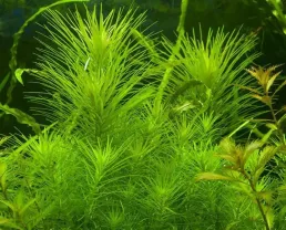 Погостемон Эректус. Аквариумные растения