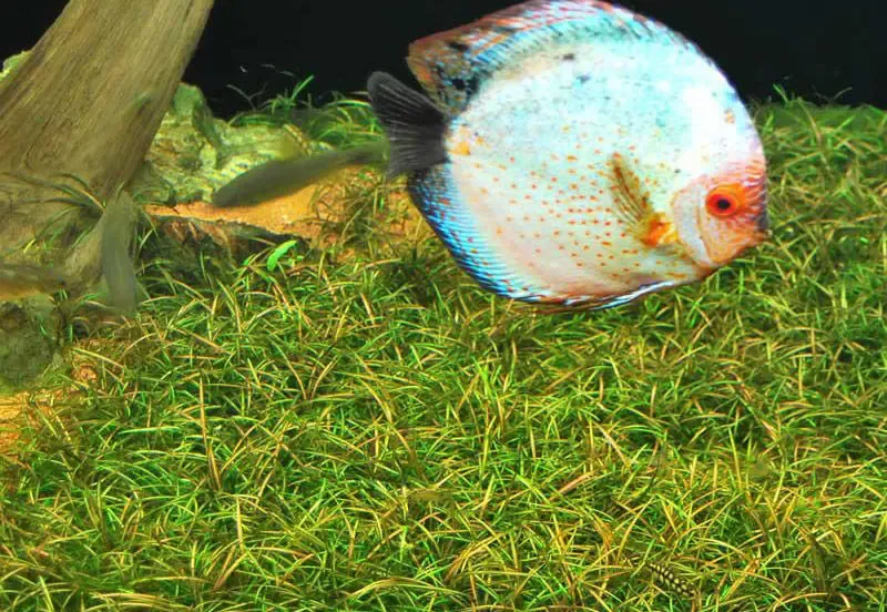 Эхинодорус нежный . Растения для аквариума 5