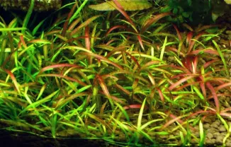 Эхинодорус нежный . Растения для аквариума