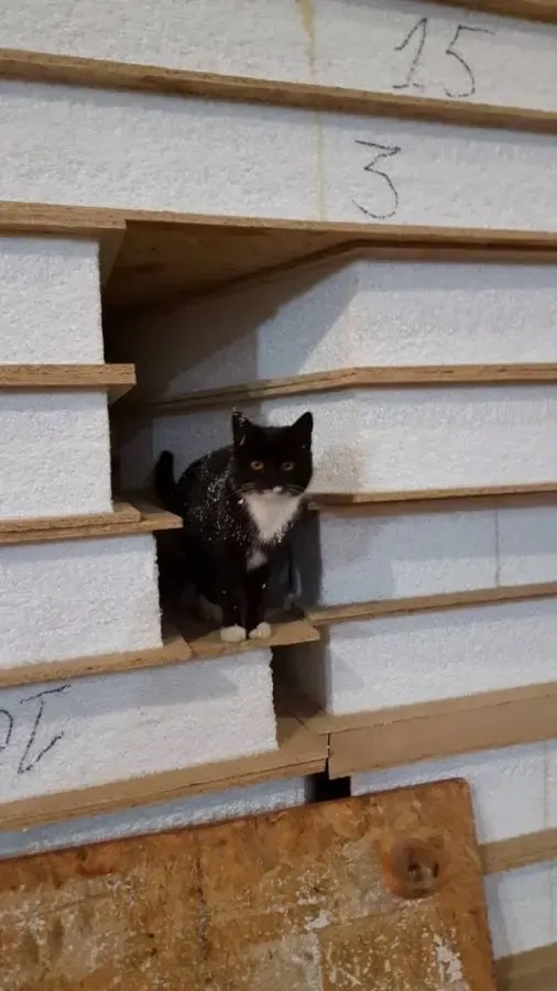 Сендвич панели, СИП панели и профлист  - производство. 7