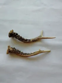 Роги дикої кози (оленя)