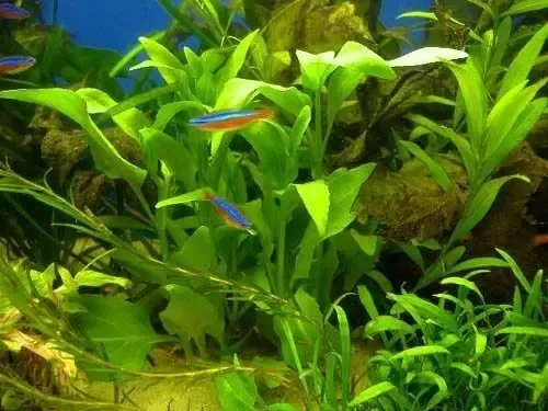 Гимнокоронис. Аквариумные растения 4