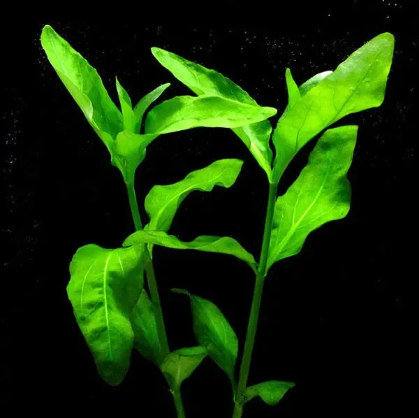 Гимнокоронис. Аквариумные растения 2