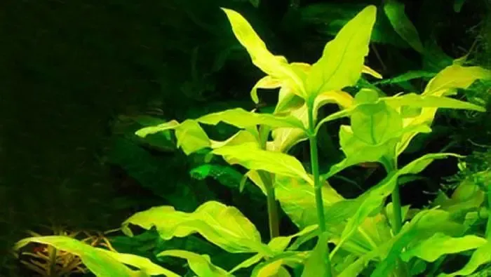 Гимнокоронис. Аквариумные растения 5