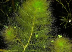 Пузырчатка. Аквариумные растения