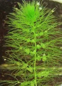 Пузырчатка. Аквариумные растения