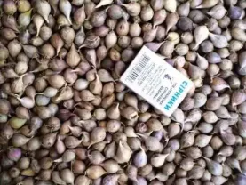 Продам чеснок однозубку