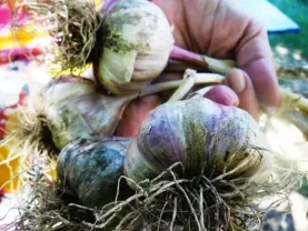 Чеснок зимний,первая репродукция