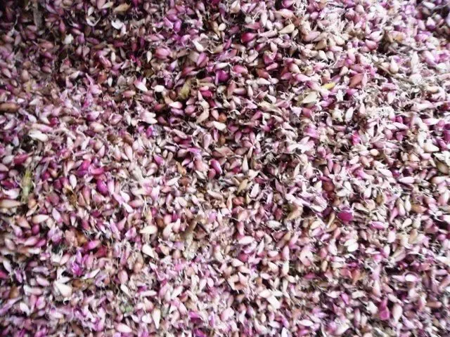 Продам воздушные семена сортового чеснока