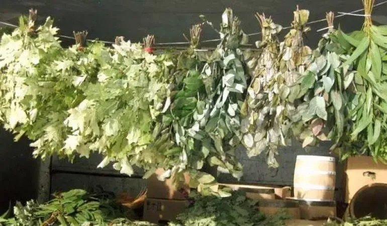 Вiники для банi сауни дуб береза эвкалипт можжевельник ялинка вишня 2