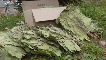 Веники банные березовый, дубовый, липовый, кленовый, вишневый, эвкалип