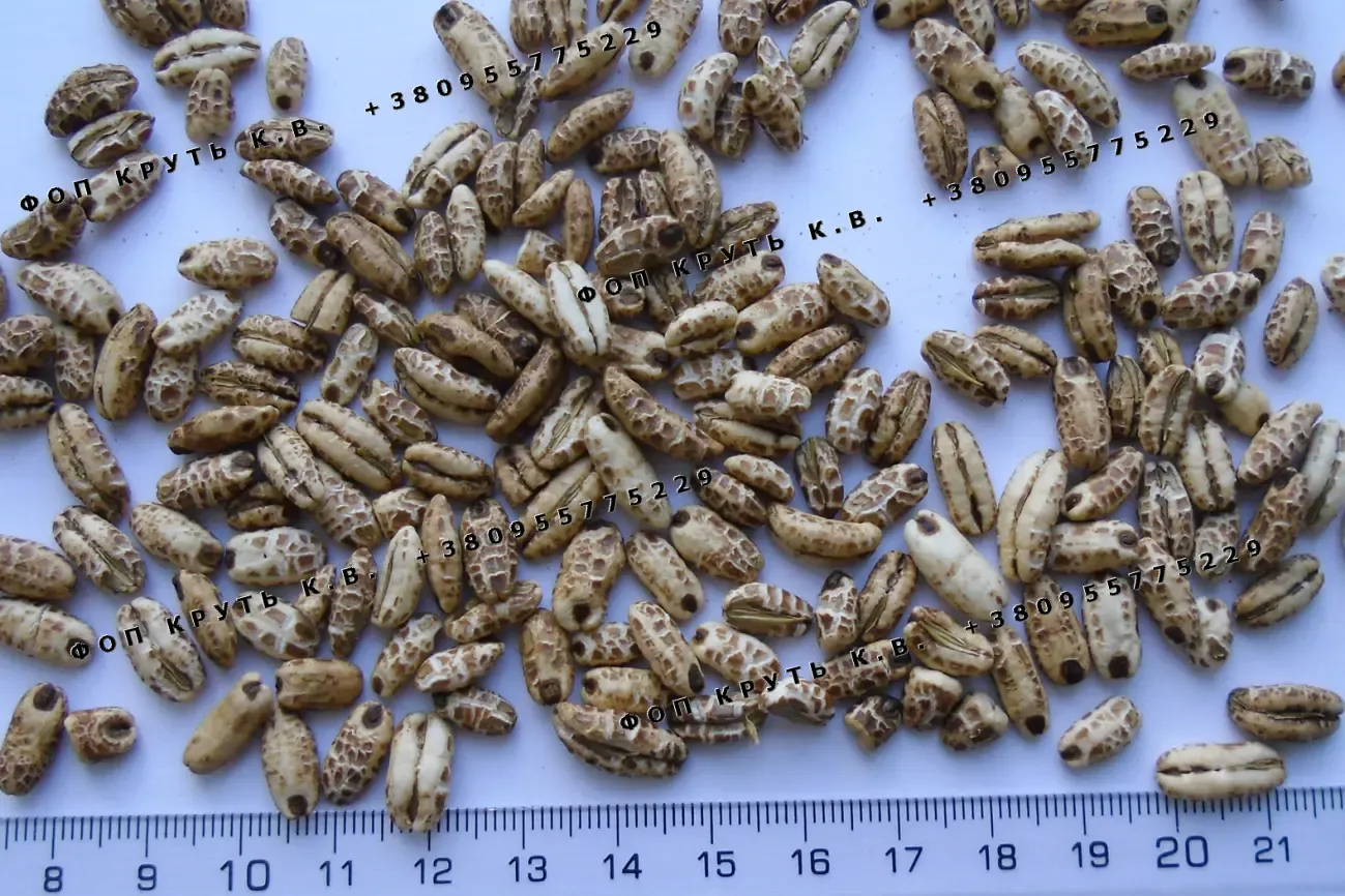 Воздушный ячмень взорванный Puffed Barley