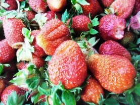 Продам сушеную клубнику