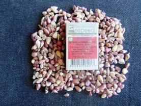 Продам чеснок озимый посадочный цена дог.