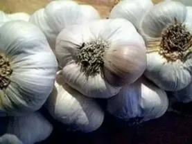 Продам чеснок товарный