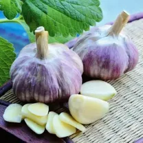 Чеснок на посадку сорт «Cофиевский» продам