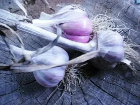 Чеснок  сорт «Cофиевский» на промпереработку продам